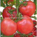 FT432 Dover high production chinese wholesale tomato seeds